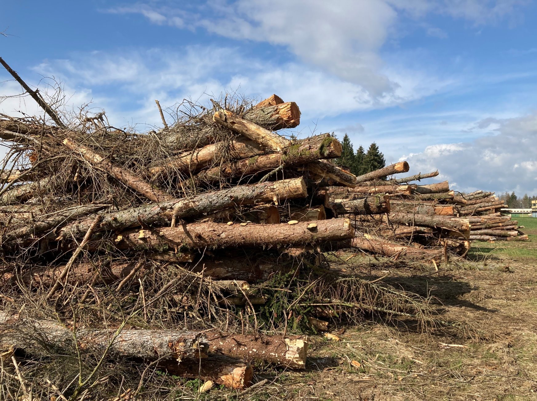 Was mit "einem Streich" an Waldfläche zerstört wurde, wird nur mühsam wieder nachwachsen. 